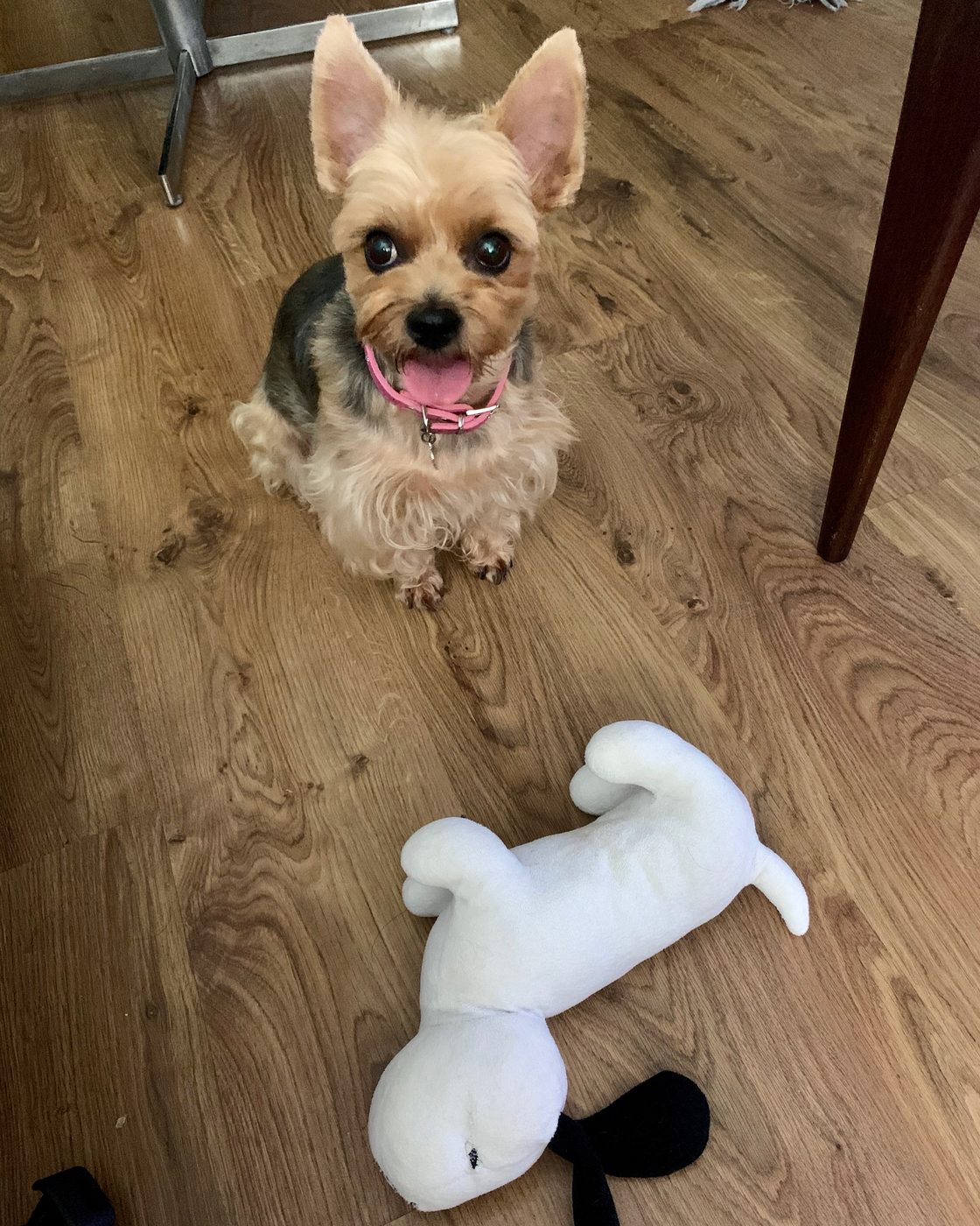 Gomi sitting quietly beside a soft toy