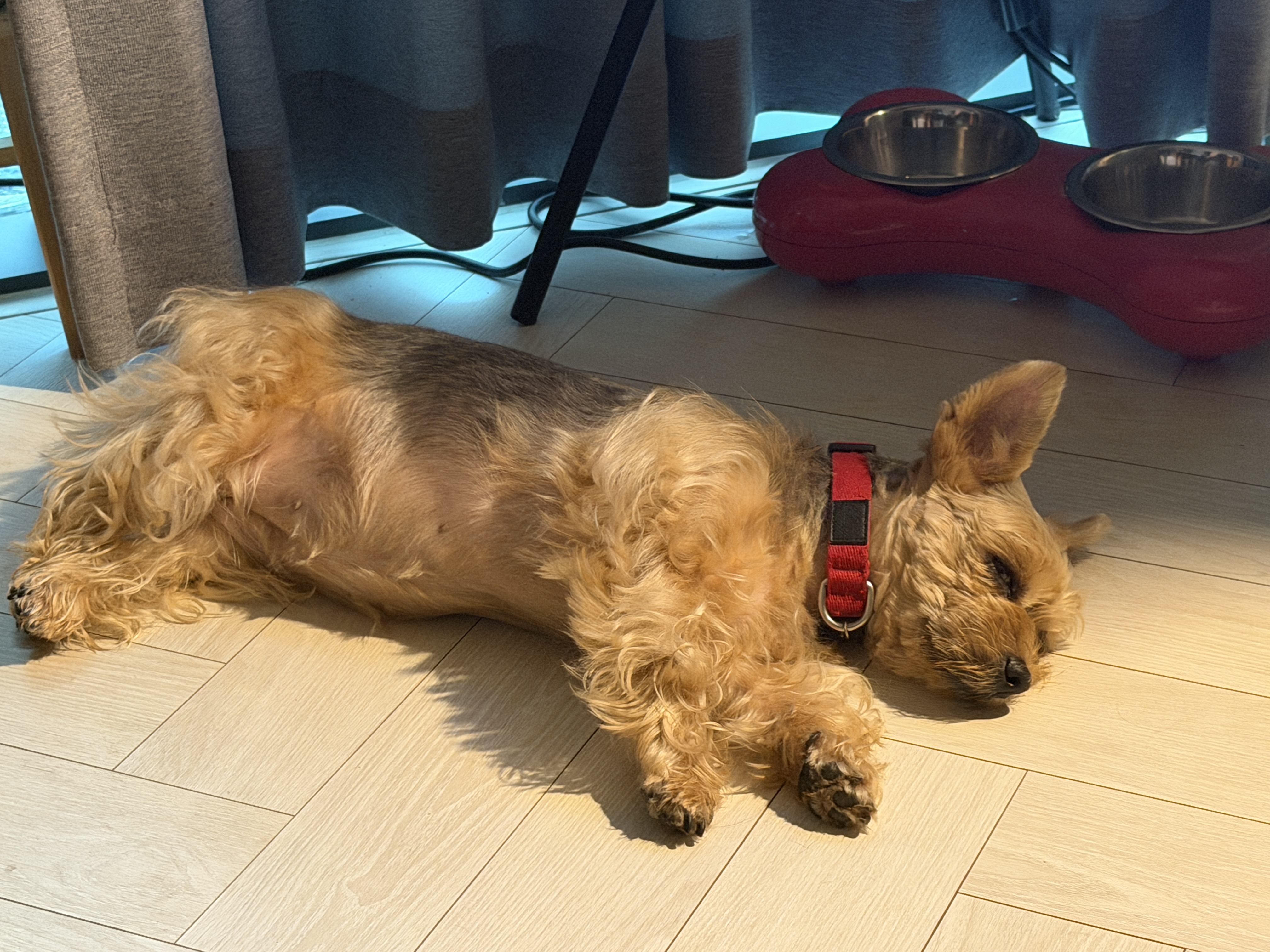 Gomi stretched out asleep on her side on the living room floor in morning light